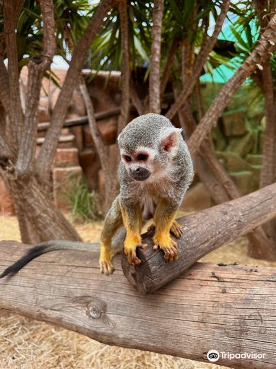 Monkey Park