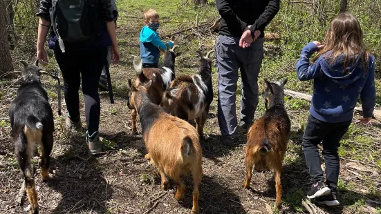 Gretta's Goats at Short Leg Farm