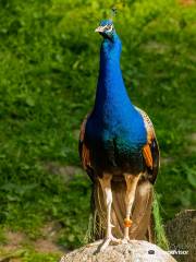 Wildpark Schwarze Berge