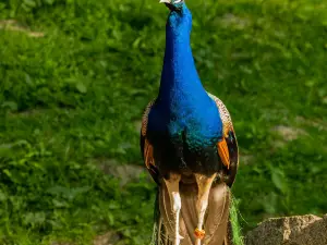 Wildpark Schwarze Berge