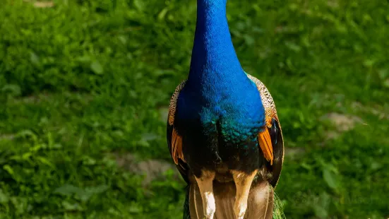 Wildpark Schwarze Berge