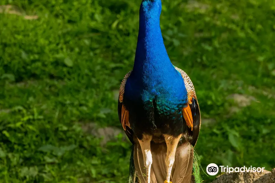 Wildpark Schwarze Berge