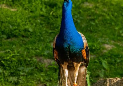 Wildpark Schwarze Berge