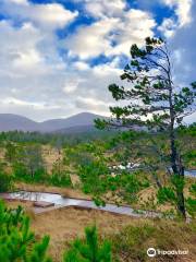 Aline Community Woodland Walks