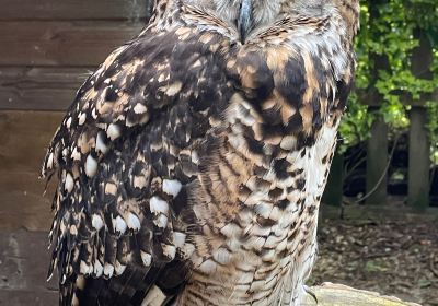 Rutland Falconry and Owl Centre