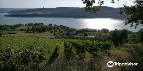 Tenuta di Salviano