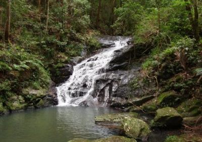 Kondalilla Falls Rd