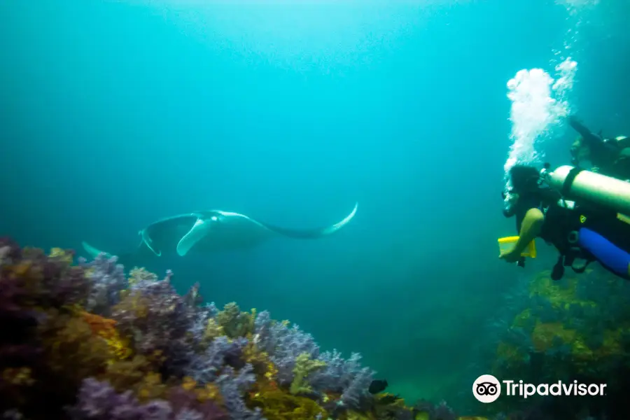 SSS Phuket Dive Freedive & Surf Center Opening Hours, Reviews