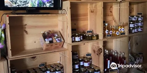 Safran des Champagnes