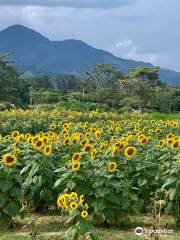 Finca Los Girasoles, Esquipulas