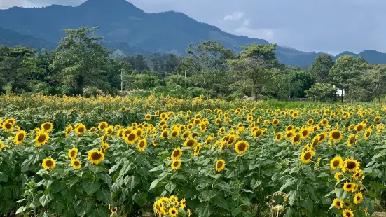 Finca Los Girasoles