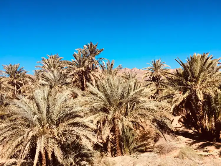 Zagora
