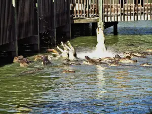 Gators and Friends