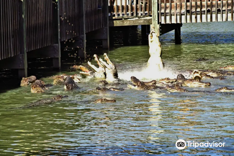 Gators and Friends