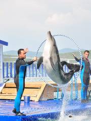Bodrum Dolphin Park