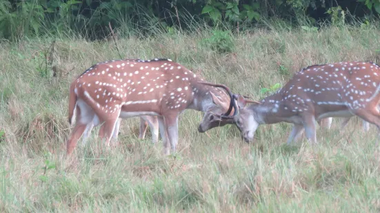 Banke National Park