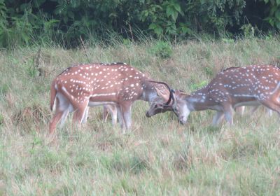 Banke National Park