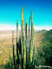 Cerro El Bachoco