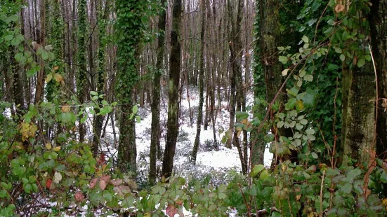 Parco Urbano dei Camaldoli