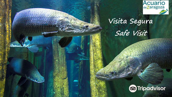 Aquarium River of Zaragoza
