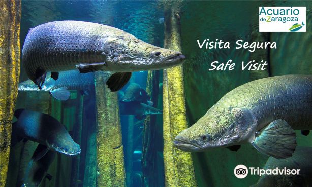 Aquarium River of Zaragoza
