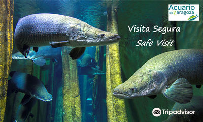 Aquarium River of Zaragoza