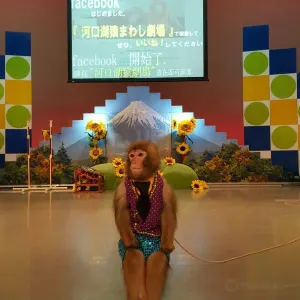 河口湖猿まわし劇場