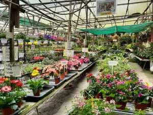 Healthy Strawberry Farm, Brinchang, Pahang.