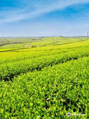 Fujigochi Cha-en (Tea Plantation)