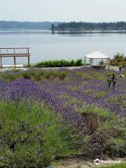 Purple Scent Lavender Farm