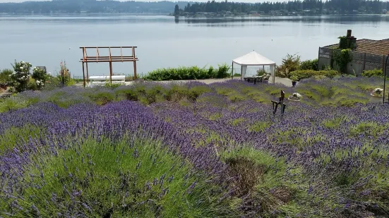 Purple Scent Lavender Farm