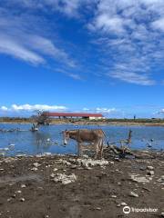 Donkey Sanctuary Bonaire