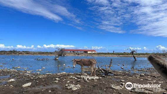 Donkey Sanctuary Bonaire