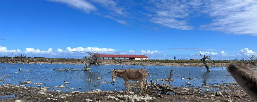 Donkey Sanctuary Bonaire