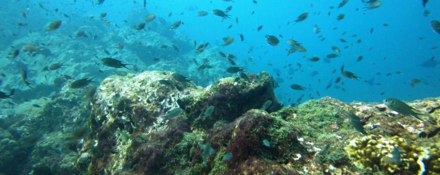 Shanti Divers