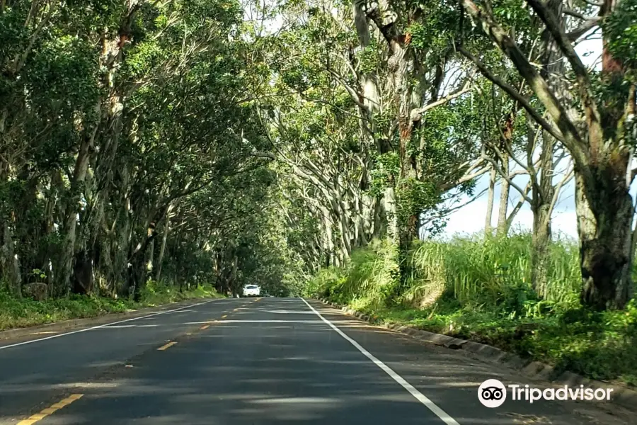 Tree Tunnel