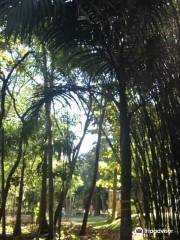 Manoel Cartucho Forest