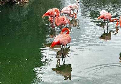 Bird Park Malta