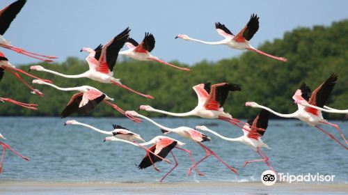 Djoudj National Bird Sanctuary