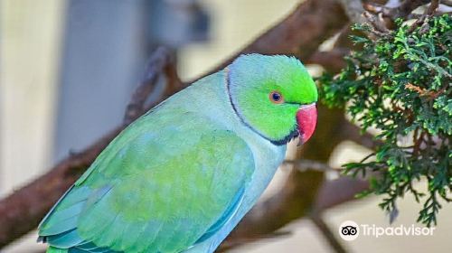 Canberra Walk in Aviary