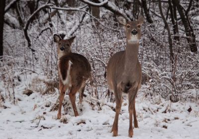 Schiller Park