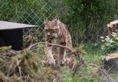 The Predator Center in Kuusamo