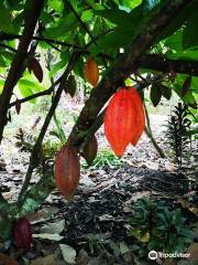 Muoi Cuong Cocoa Farm