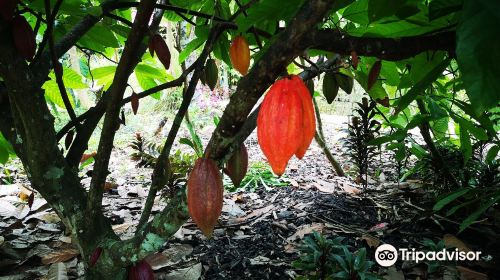 Muoi Cuong Cocoa Farm