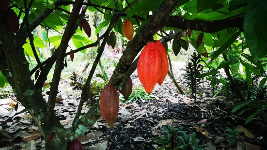 Muoi Cuong Cocoa Farm