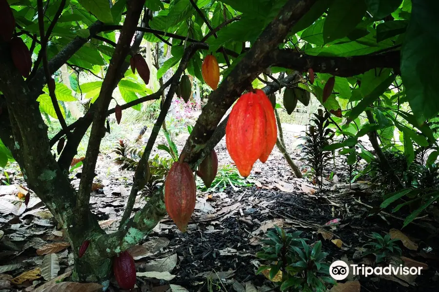 Muoi Cuong Cocoa Farm