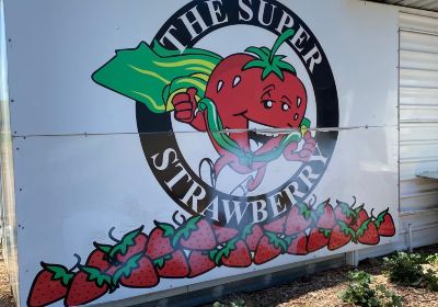 The Super Strawberry