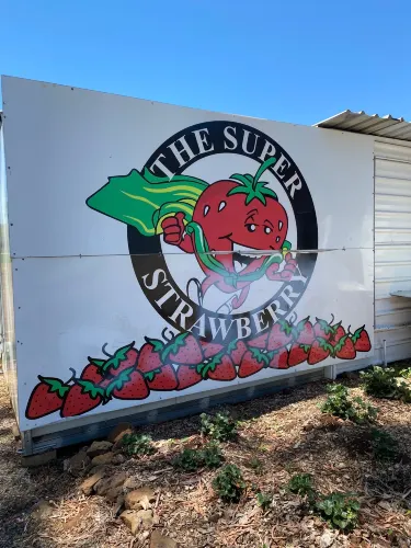 The Super Strawberry