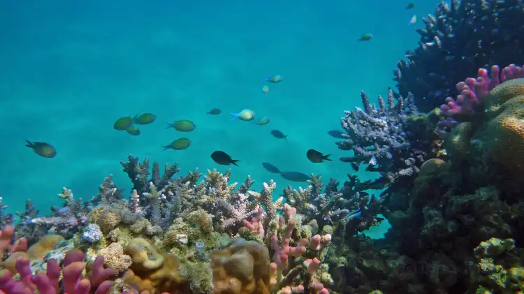 Hotels near Port Sudan Aquarium