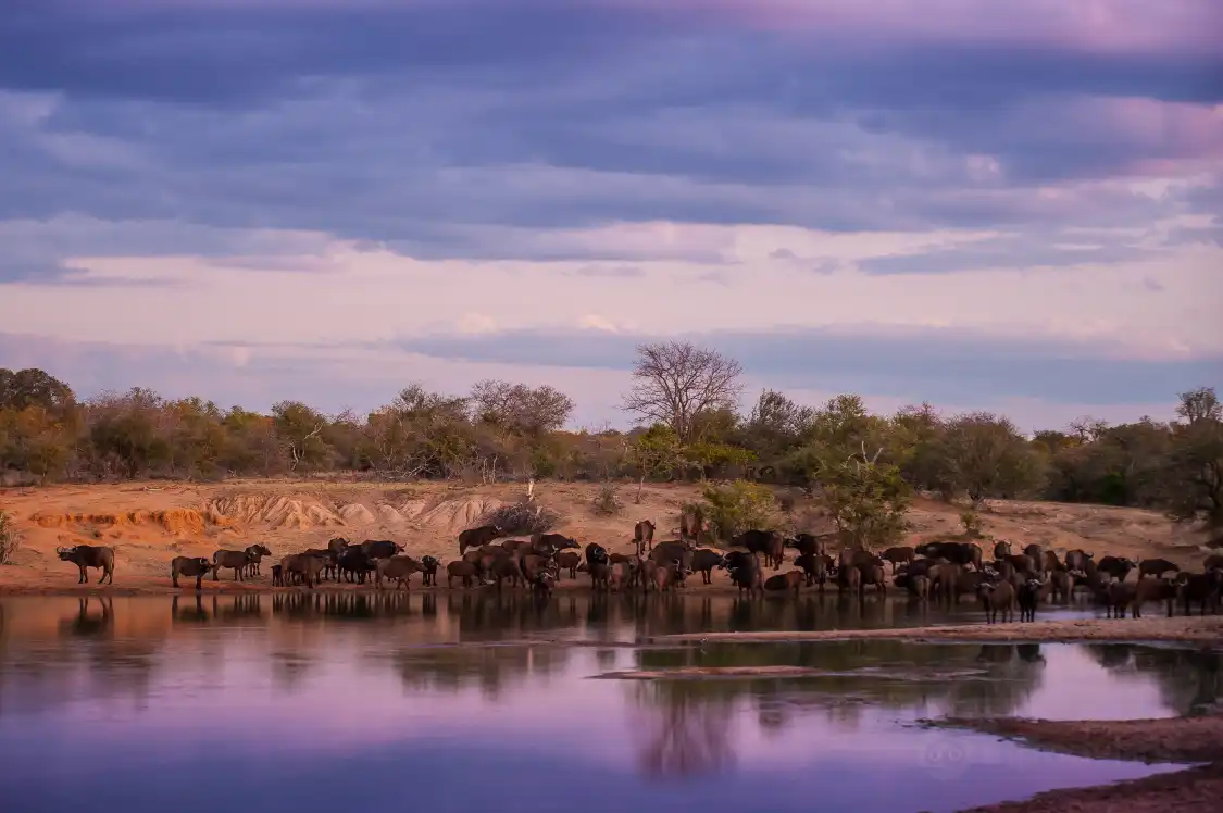 Hotels near Tshukudu Game Lodge